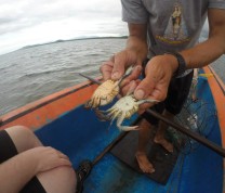 International Service Learning Crab